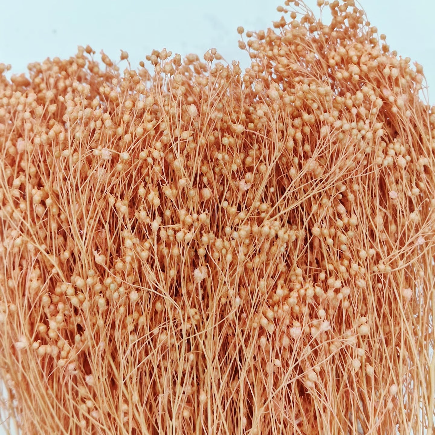 Broom Bloom Stabilizzata - Ginestra Decorativa