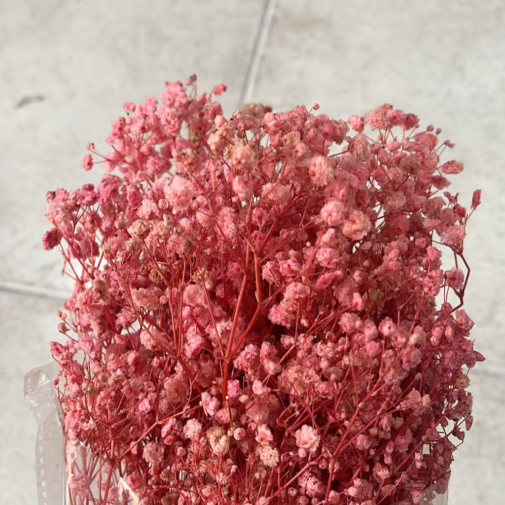 Gypsophila Stabilizzata - Velo da Sposa