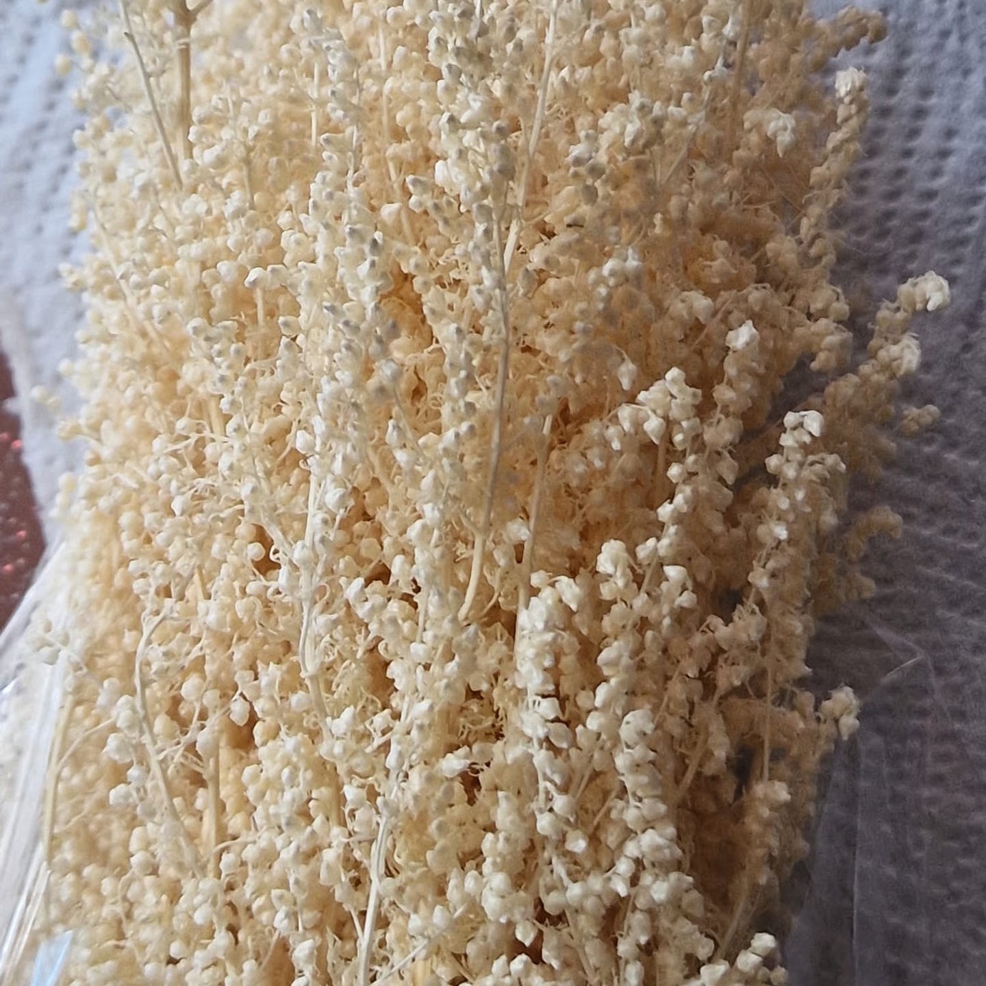 Gypsophila Stabilizzata Neonata - Velo da Sposa Mini