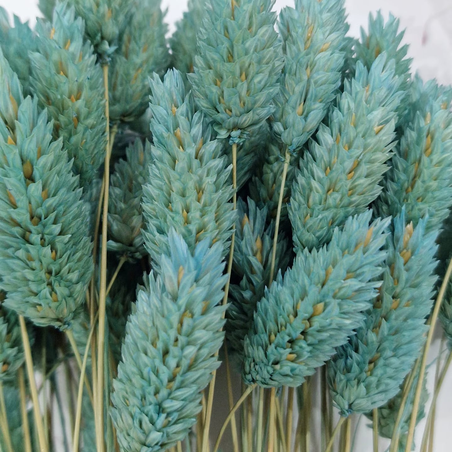 Lagurus Graminacea Perenne Stabilizzata - Pannocchie Decorative