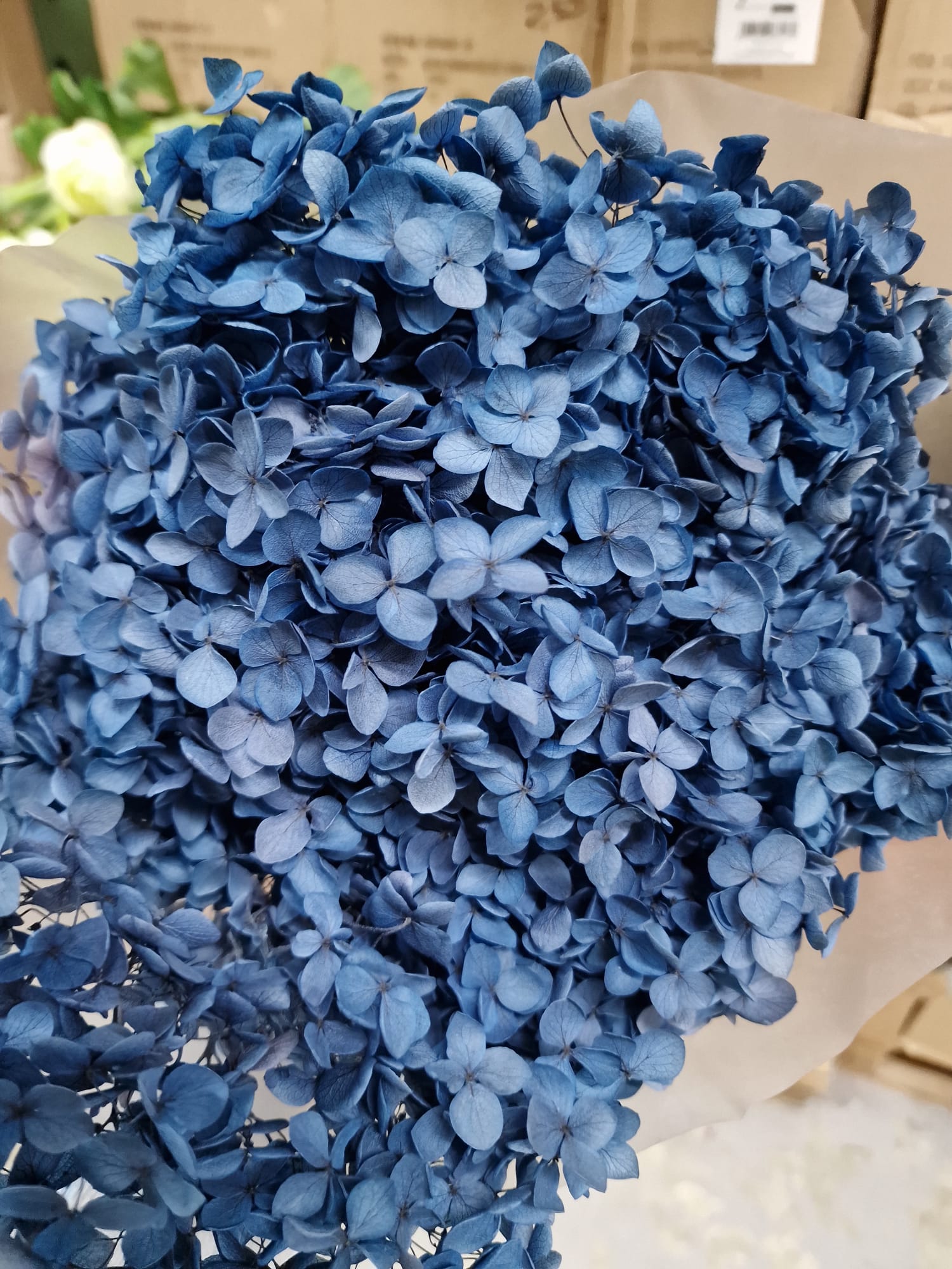 Ortensie Stabilizzate - Fiori Naturali per Decorazioni e Bomboniere