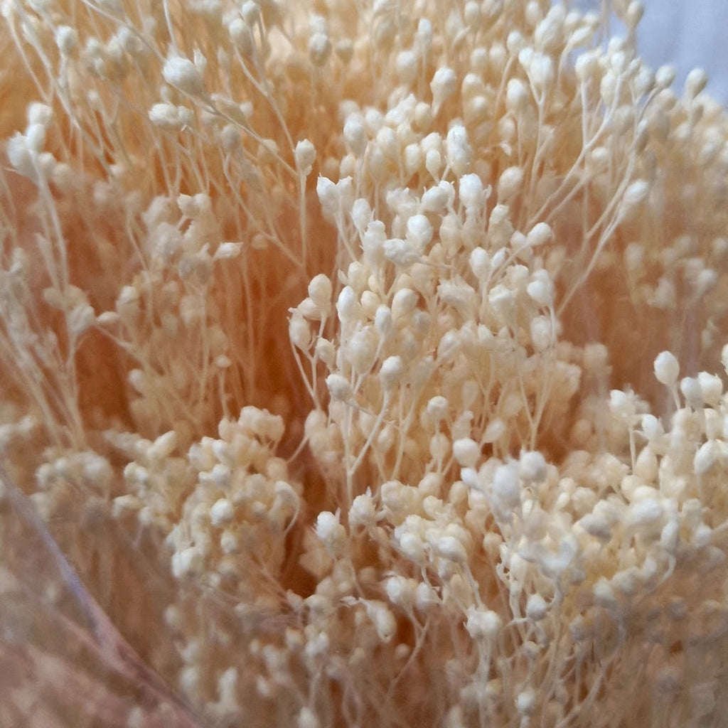 Broom Bloom Stabilizzata - Ginestra Decorativa