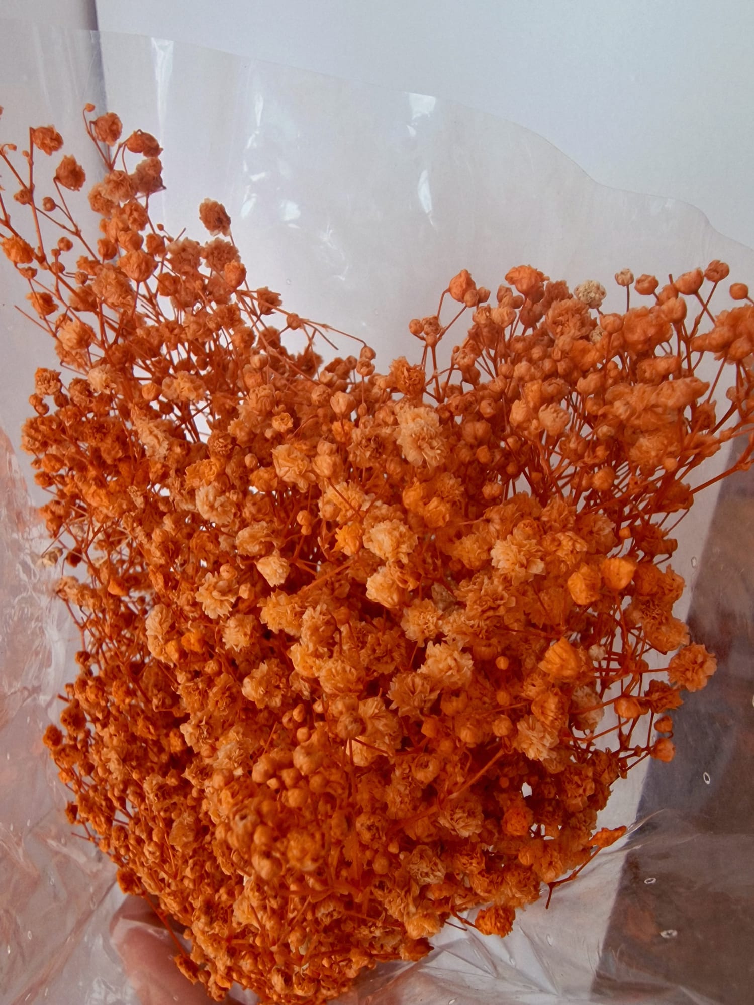 Gypsophila Stabilizzata - Velo da Sposa