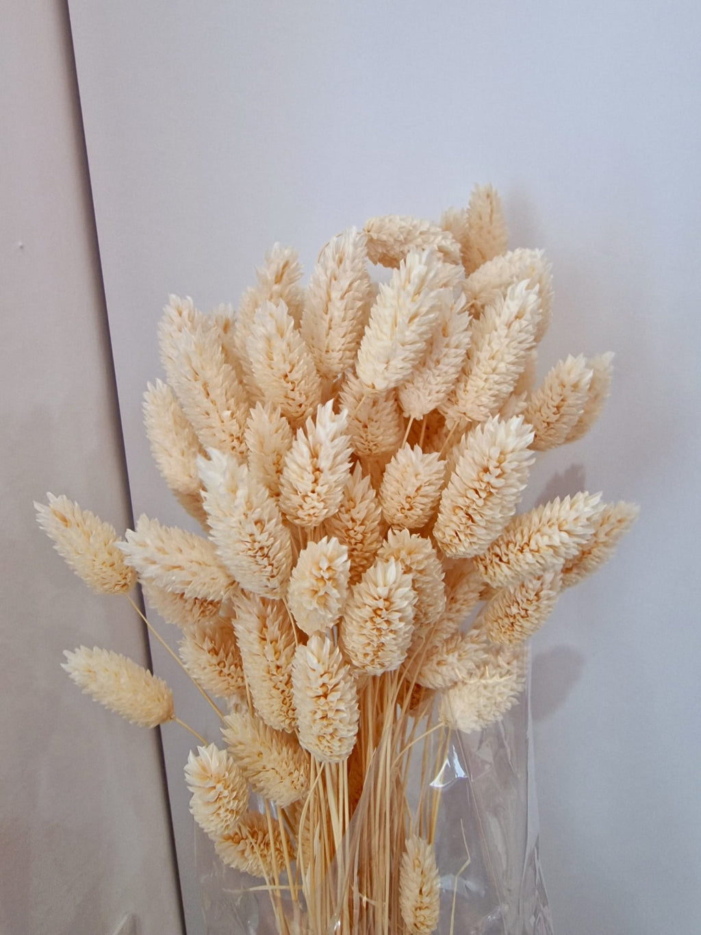 Lagurus Graminacea Perenne Stabilizzata - Pannocchie Decorative
