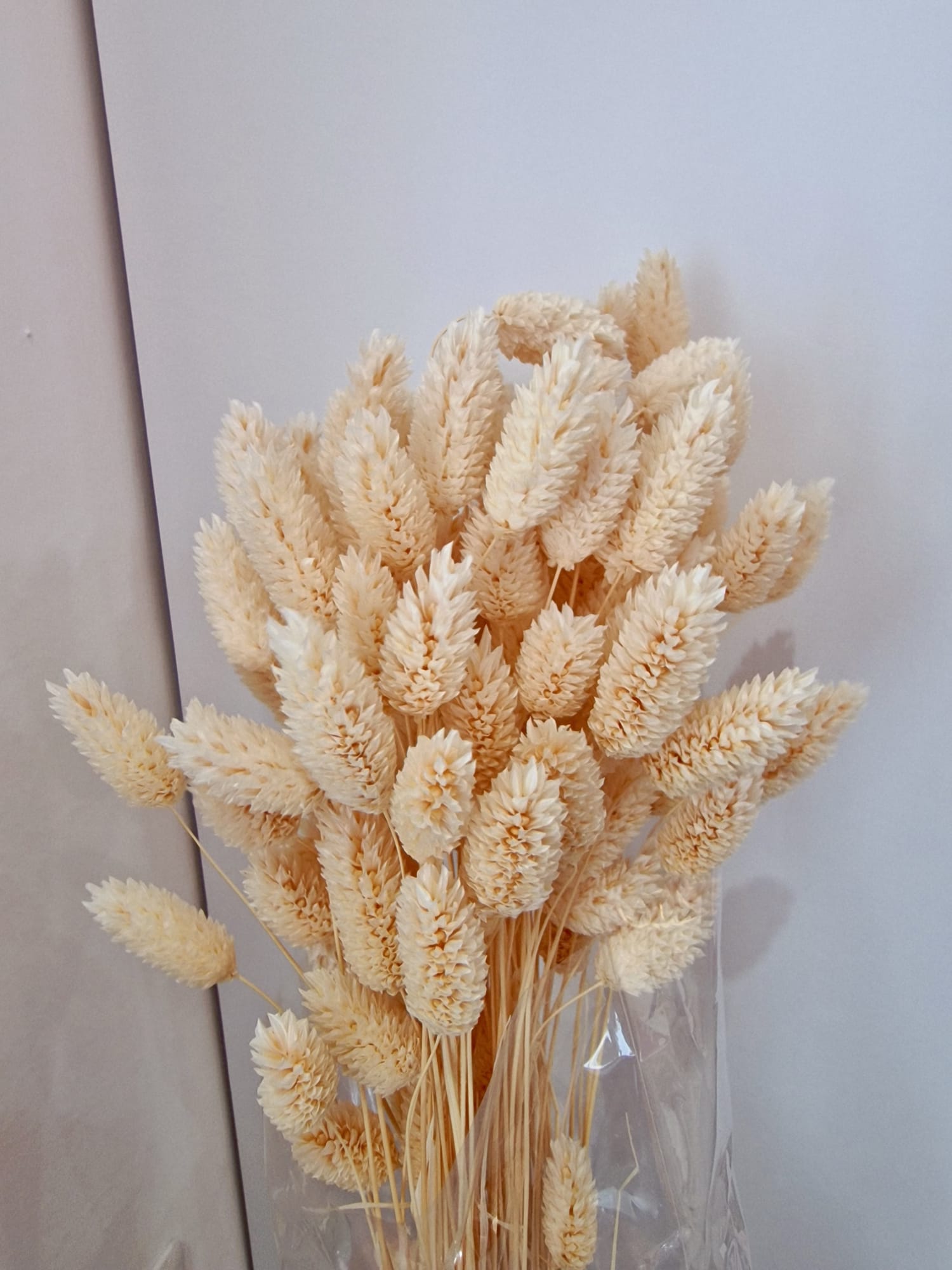 Lagurus Graminacea Perenne Stabilizzata - Pannocchie Decorative