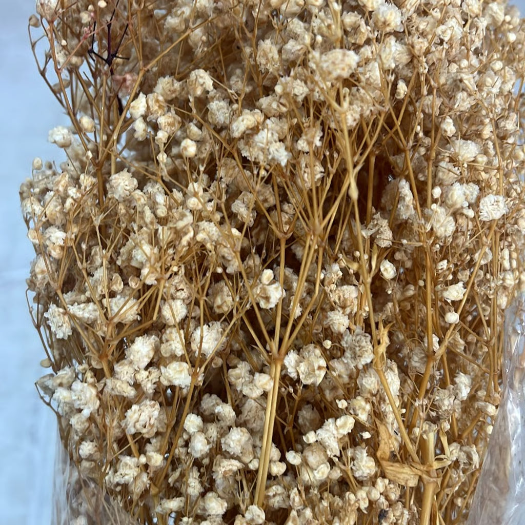 Gypsophila Stabilizzata - Velo da Sposa
