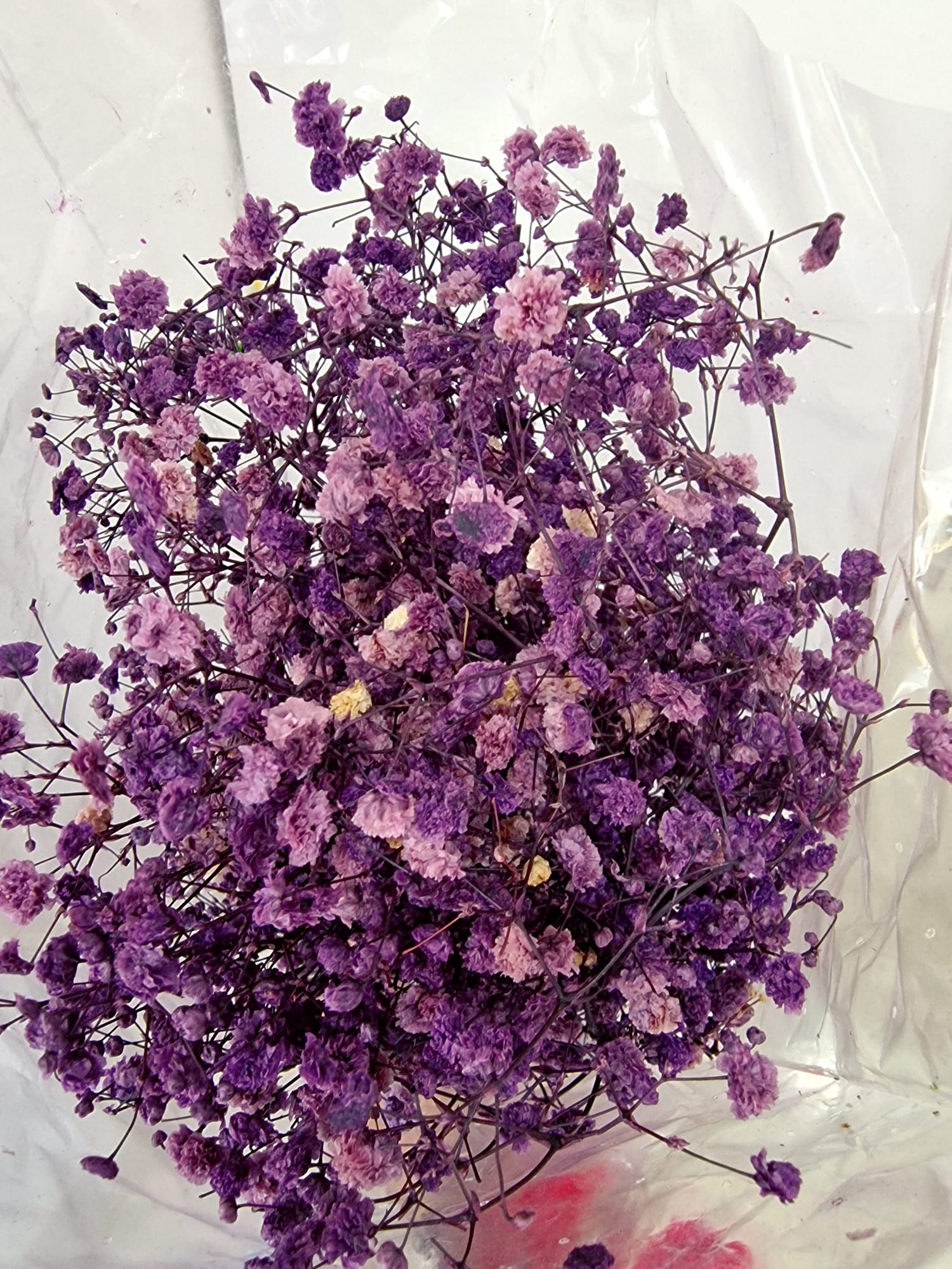 Gypsophila Stabilizzata - Velo da Sposa