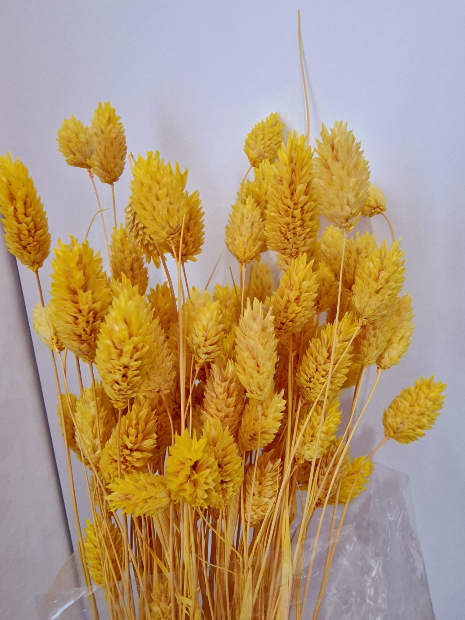Lagurus Graminacea Perenne Stabilizzata - Pannocchie Decorative