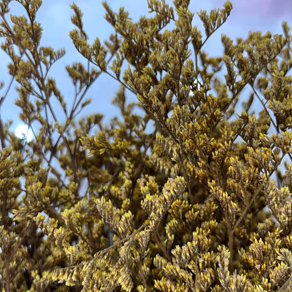 Erbetta degli Amanti Stabilizzata - Fiori Romantici
