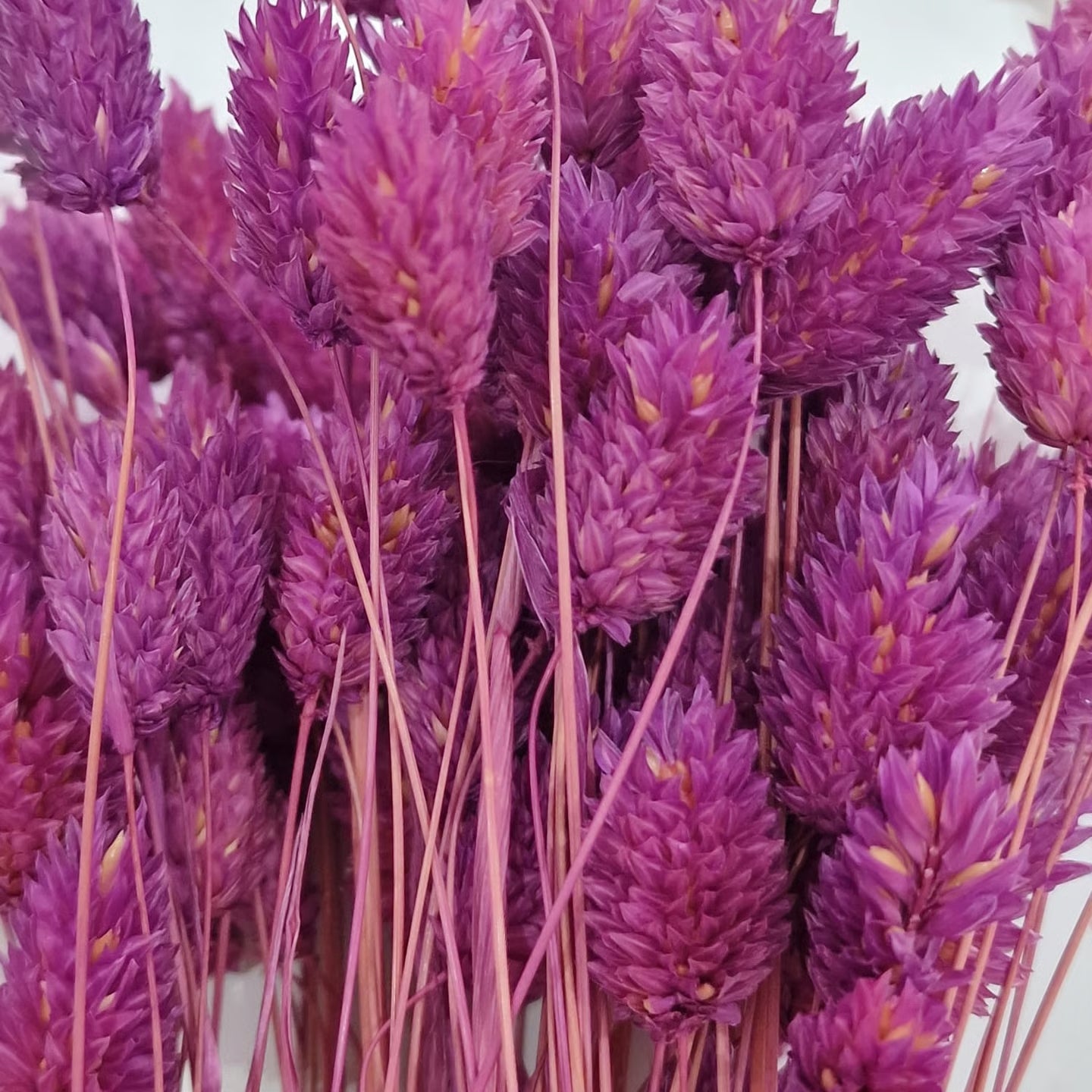 Lagurus Graminacea Perenne Stabilizzata - Pannocchie Decorative