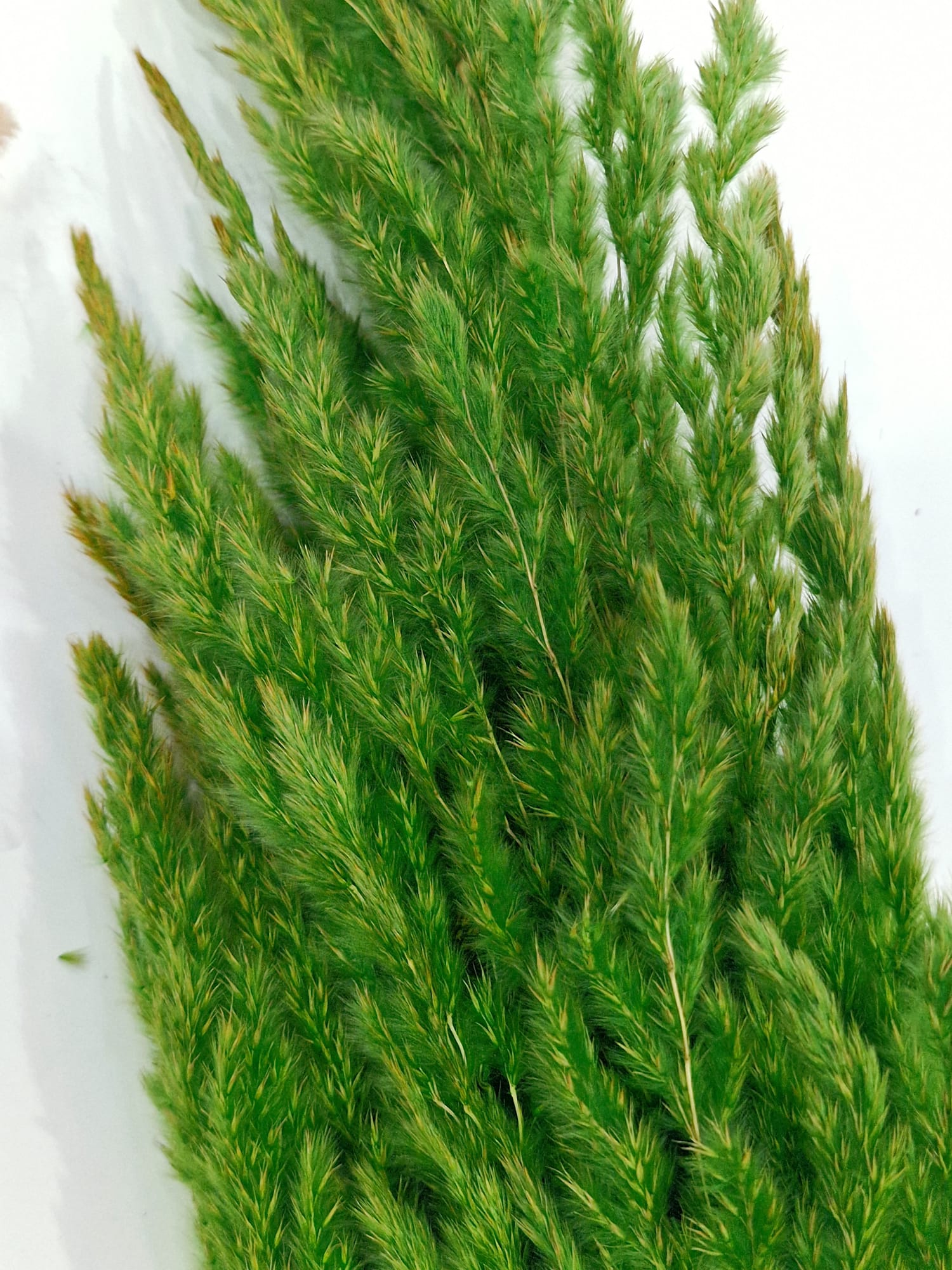 pampas fiori stabilizzati verde Fiori secchi pampas naturali - bomboniere e decorazioni eventi eleganti
