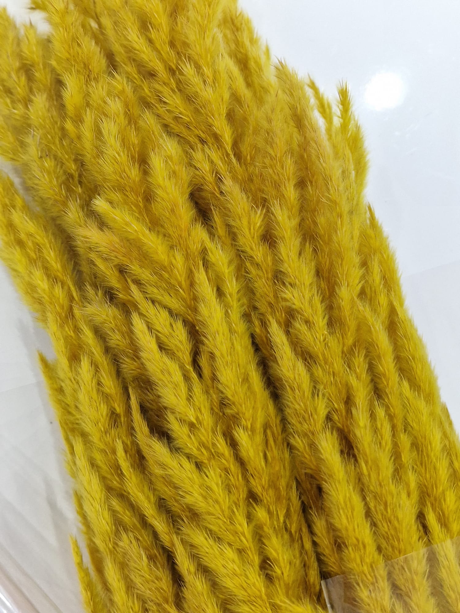 Pampas stabilizzato made in Italy - erba della pampa per composizioni floreali