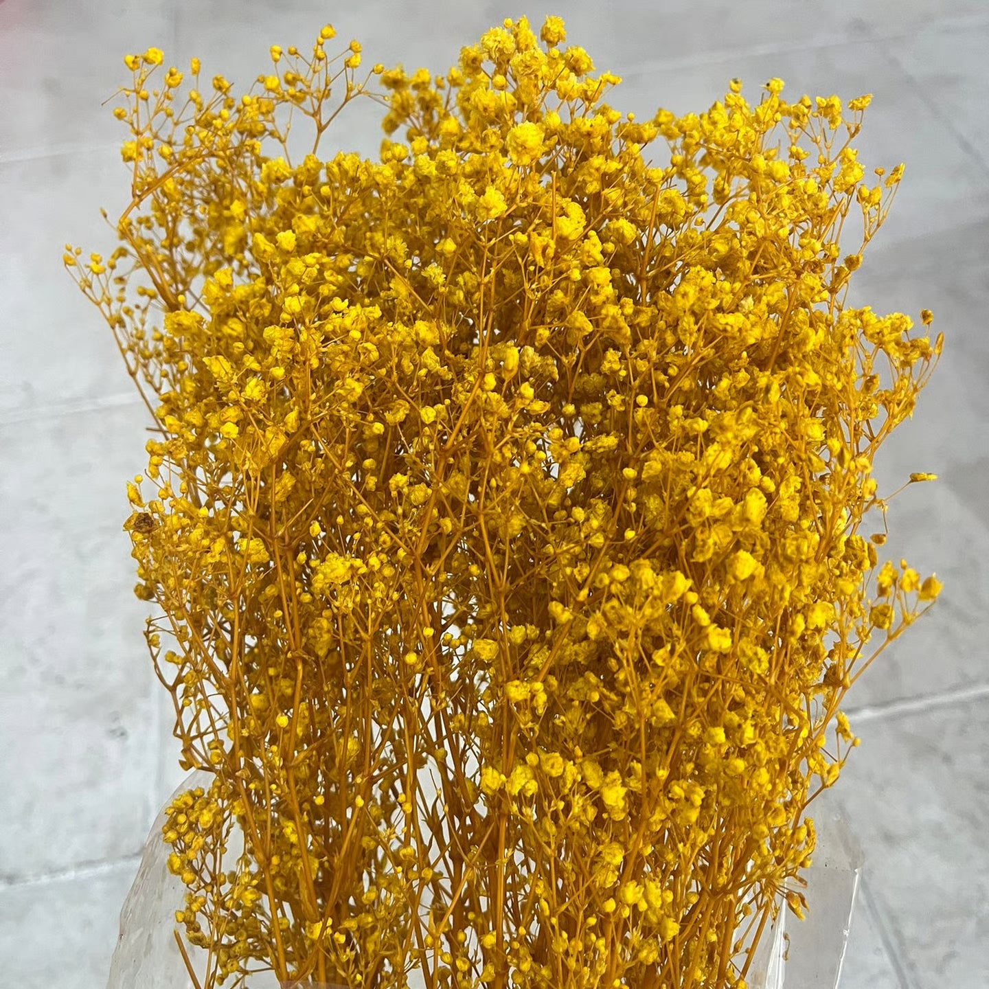Gypsophila Stabilizzata - Velo da Sposa