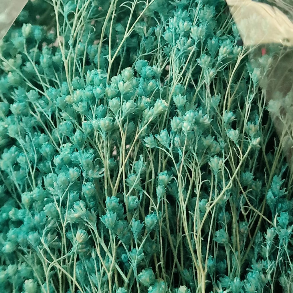 Broom Bloom Stabilizzata - Ginestra Decorativa