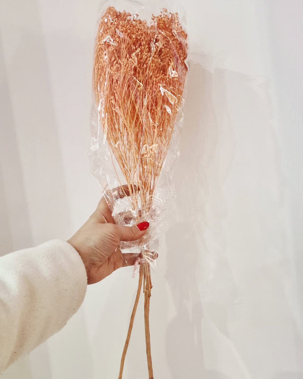 Broom Bloom Stabilizzata - Ginestra Decorativa