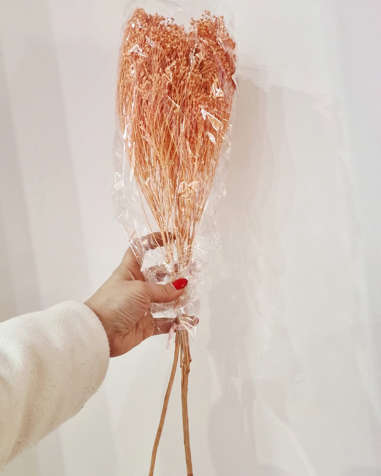 Broom Bloom Stabilizzata - Ginestra Decorativa