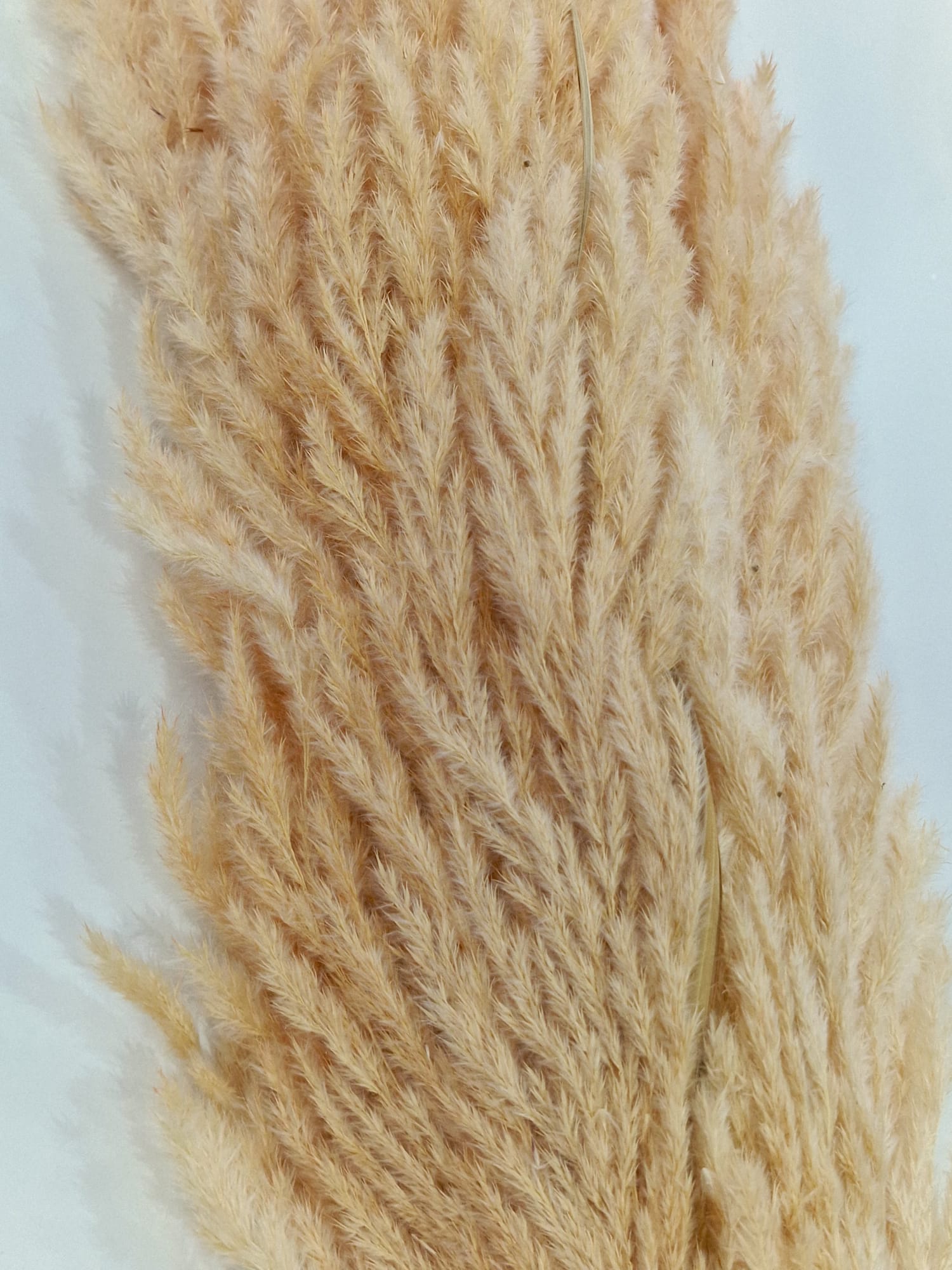 Pampas stabilizzato erba della pampa - piume naturali per bouquet e decorazioni