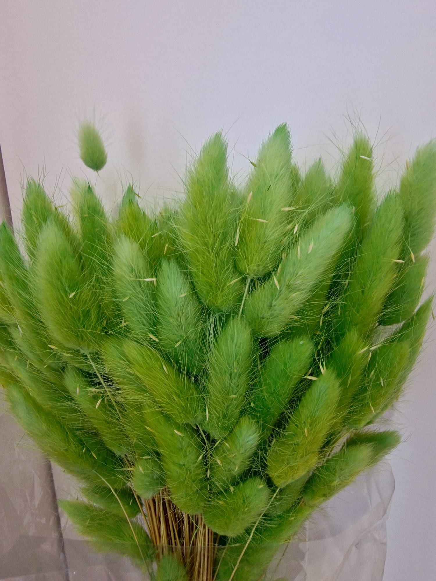 Lagurus Ovatus Stabilizzato - Code di Lepre