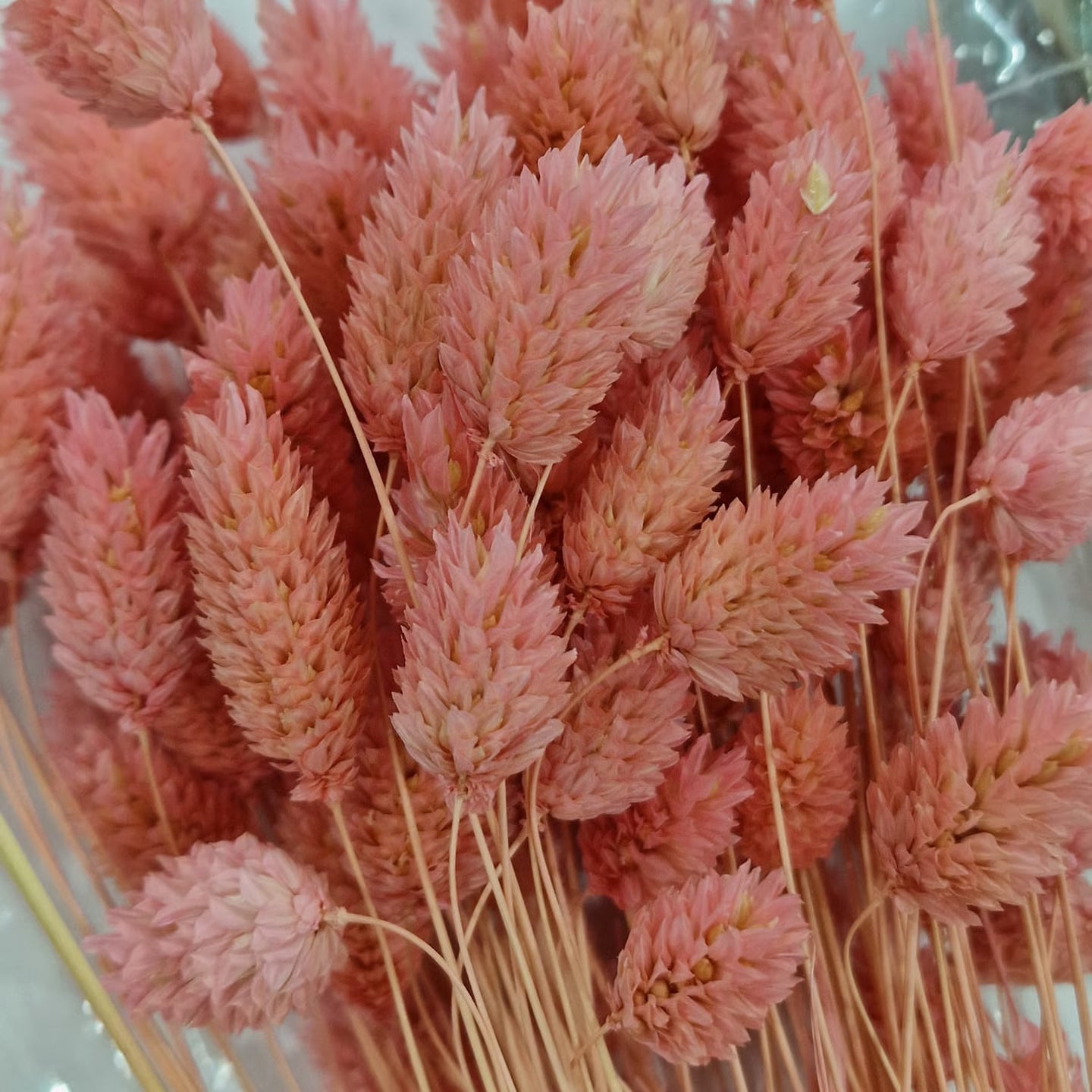 Lagurus Graminacea Perenne Stabilizzata - Pannocchie Decorative