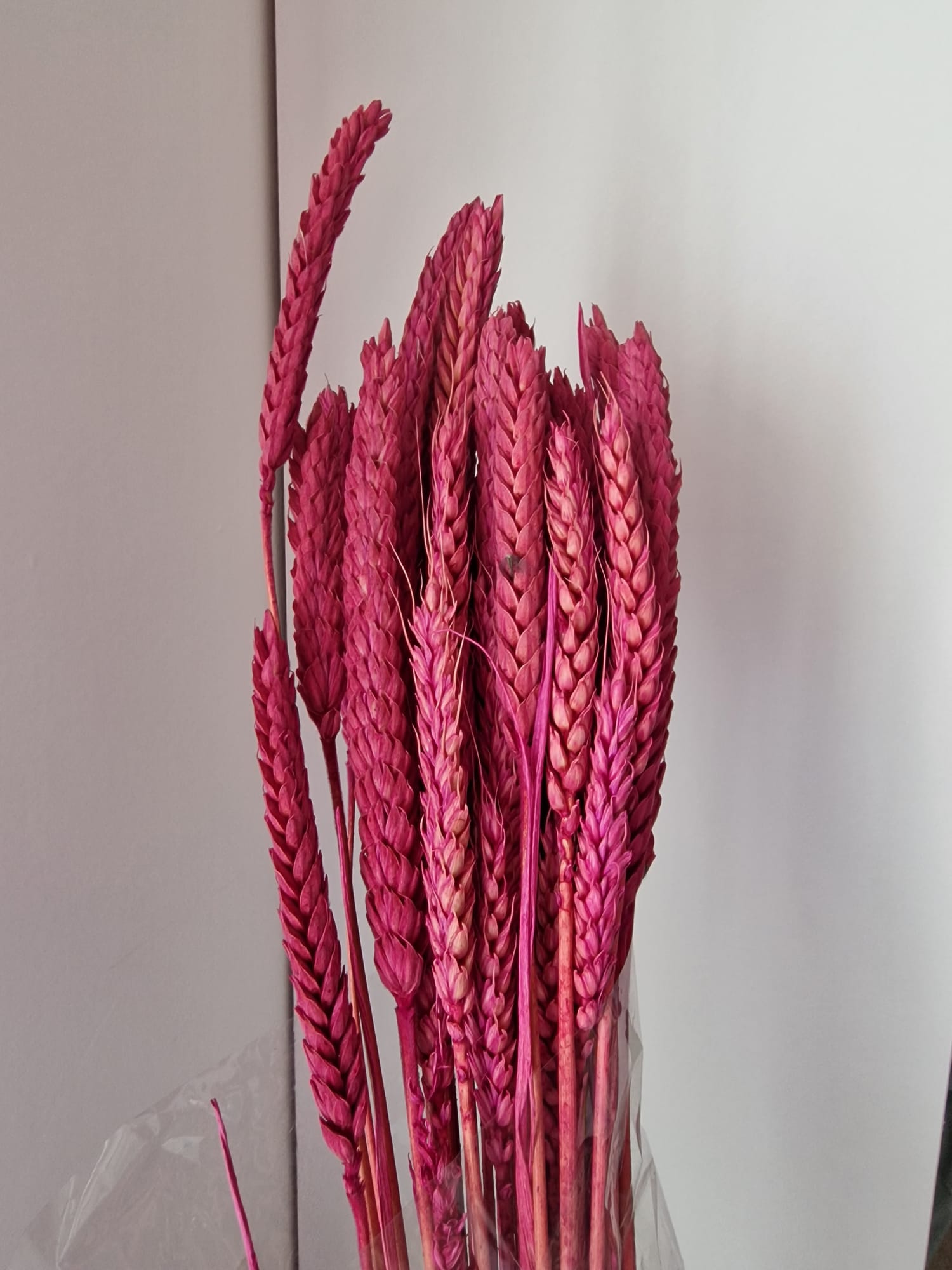 Spighe Pettinate Stabilizzate - Grano Decorativo