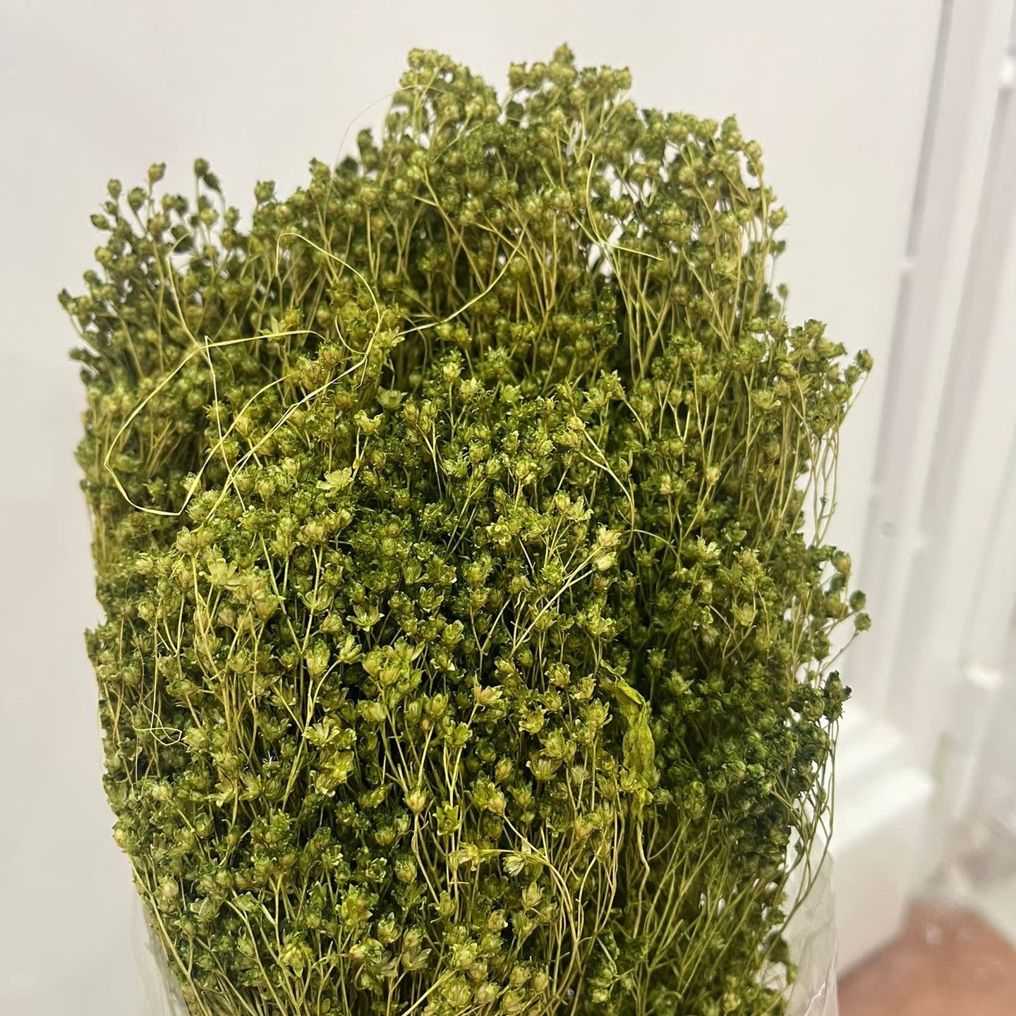 Broom Bloom Stabilizzata - Ginestra Decorativa