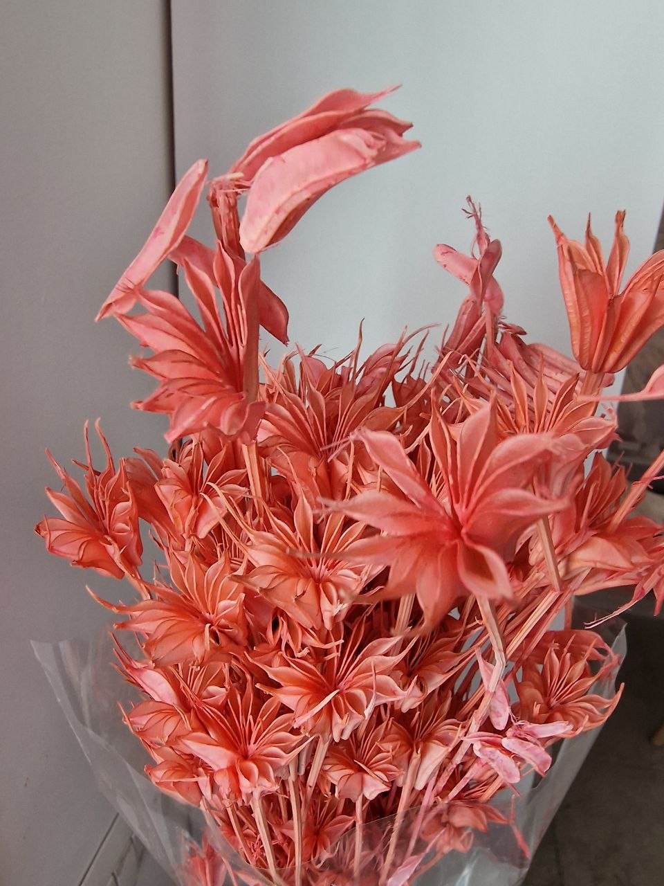 Anice Stellato Stabilizzato – Fiori Secchi Decorativi