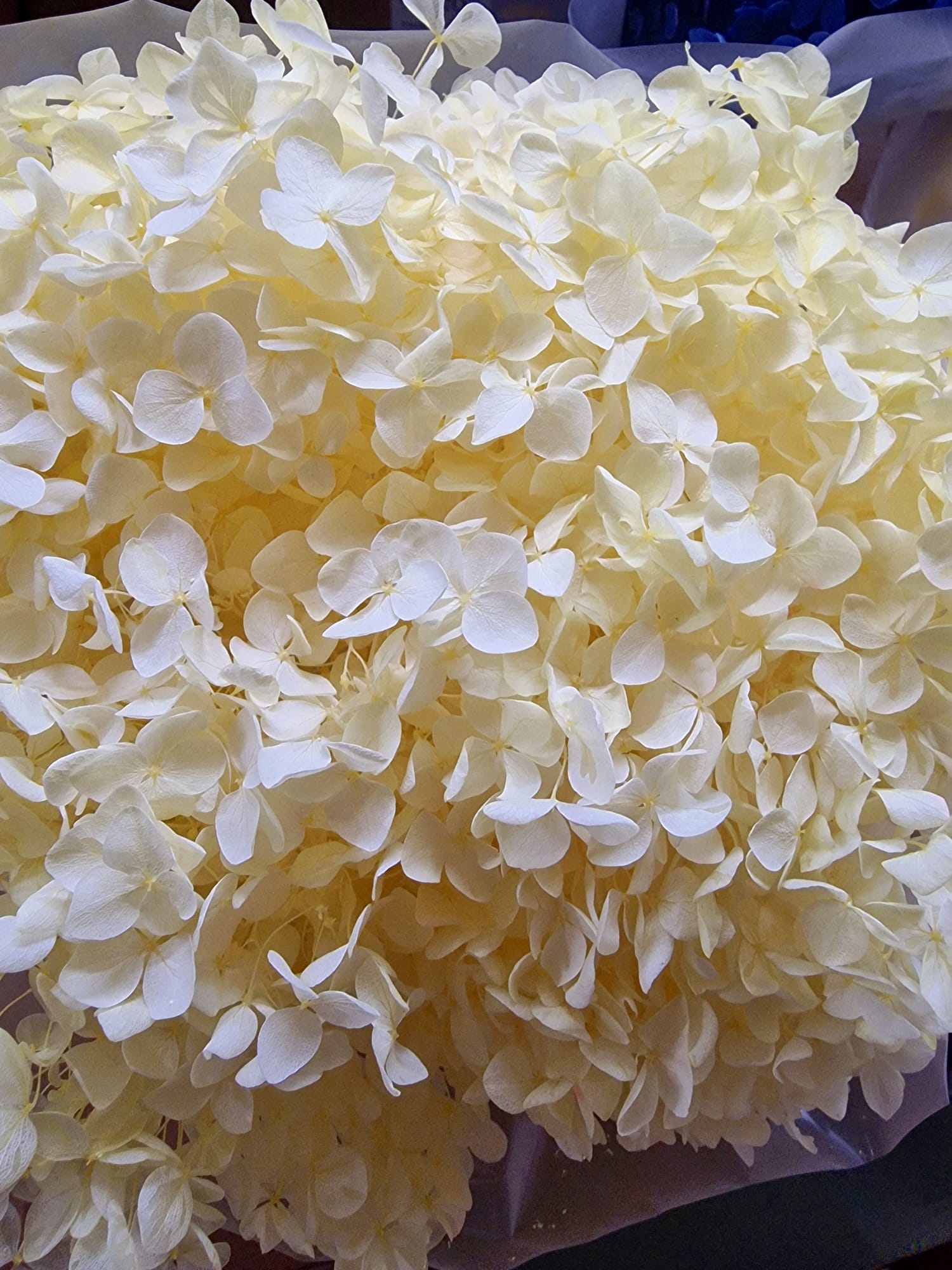 Ortensie Stabilizzate - Fiori Naturali per Decorazioni e Bomboniere