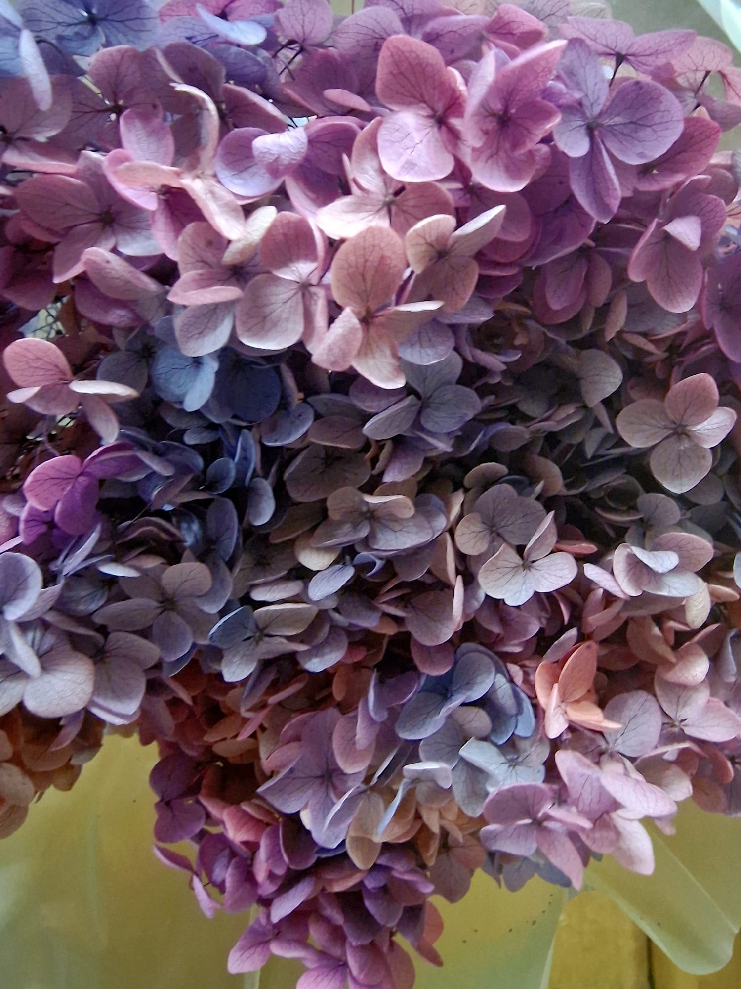 Ortensie Stabilizzate - Fiori Naturali per Decorazioni e Bomboniere