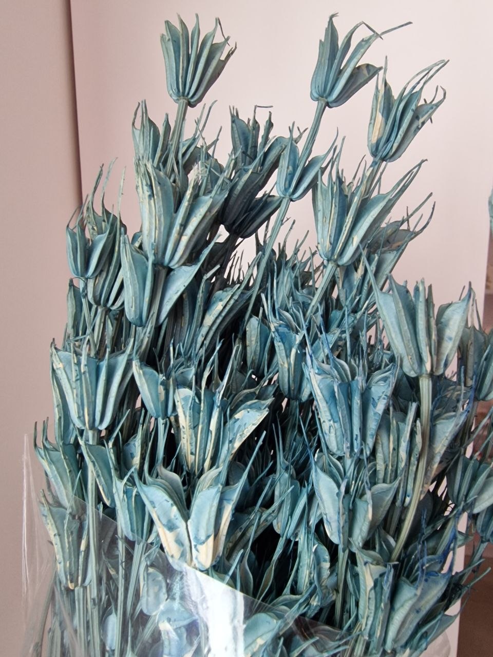 Anice Stellato Stabilizzato – Fiori Secchi Decorativi