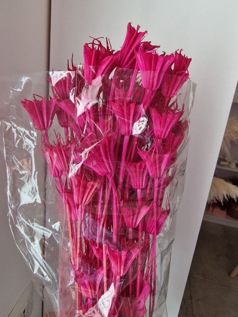 Anice Stellato Stabilizzato – Fiori Secchi Decorativi
